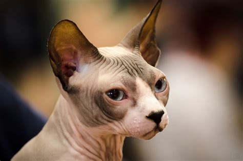 sphynx cat names